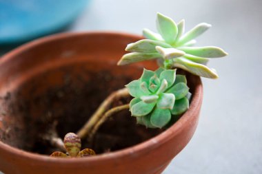 Bahçede bitkiler, sulu bitkiler, yerde saksılar ve diğer çiçekler.