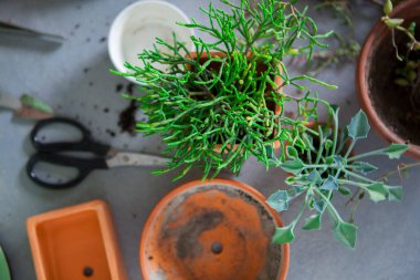 Bahçede bitkiler, sulu bitkiler, yerde saksılar ve diğer çiçekler.