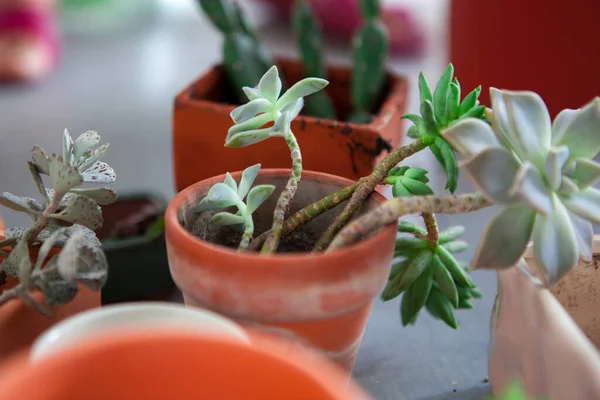 Plantas Folhagem Plantas Jardim Arrumar Suculentas Ter Vasos Flores Outras — Fotografia de Stock