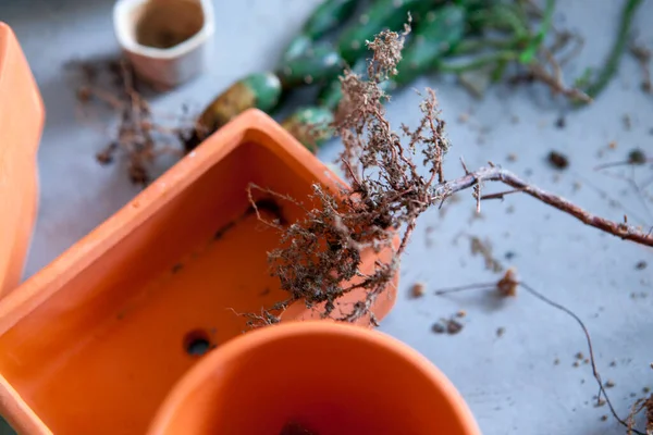 Plant foliage plants in the garden, tidy up succulents, have flower pots and other flowers on the floor