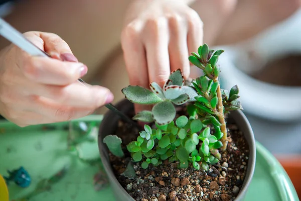 Meninas Estão Plantando Flores Jardim Mãos Femininas Estão Transplantando Suculentas — Fotografia de Stock