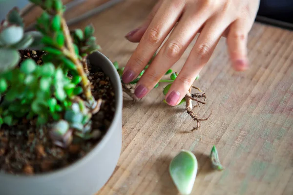 Meninas Estão Plantando Flores Jardim Mãos Femininas Estão Transplantando Suculentas — Fotografia de Stock