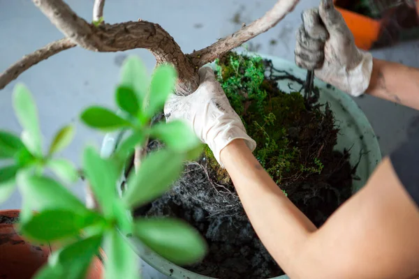 Gadis Gadis Menanam Bunga Kebun Tangan Wanita Yang Transplantasi Sukkulen — Stok Foto