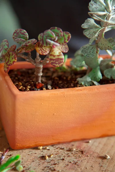 Meninas Estão Plantando Flores Jardim Mãos Femininas Estão Transplantando Suculentas — Fotografia de Stock