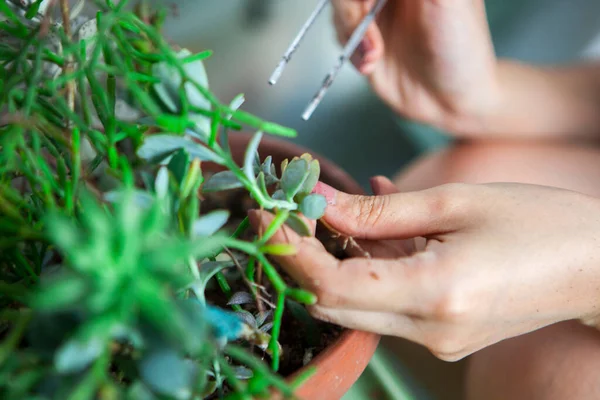 Gadis Gadis Menanam Bunga Kebun Tangan Wanita Yang Transplantasi Sukkulen — Stok Foto