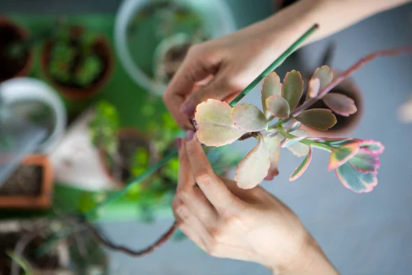 Meninas Estão Plantando Flores Jardim Mãos Femininas Estão Transplantando Suculentas — Fotografia de Stock