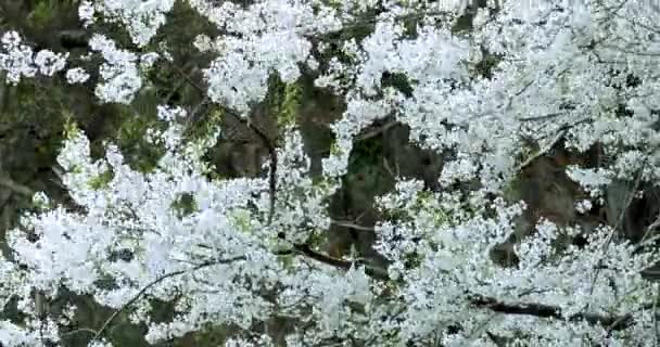 Tayvan Bahar Kiraz Çiçekleri Mevsimi Wuling Çiftliği Beyaz Sis Kiraz — Stok video