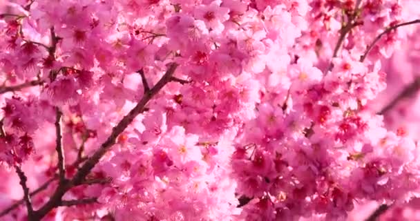 Våren Taiwan Säsongen Körsbärsblommor Körsbärsblommor Wuling Farm — Stockvideo