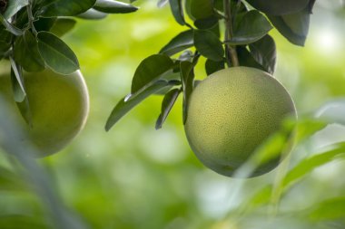Greyfurt ağacında, greyfurt meyveli ve doludur.
