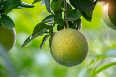 Greyfurt ağacında, greyfurt meyveli ve doludur.