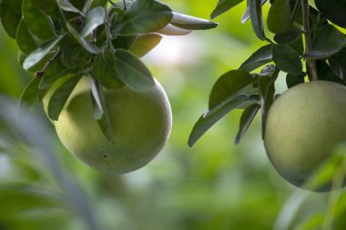 Greyfurt ağacında, greyfurt meyveli ve doludur.