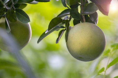 Greyfurt ağacında, greyfurt meyveli ve doludur.