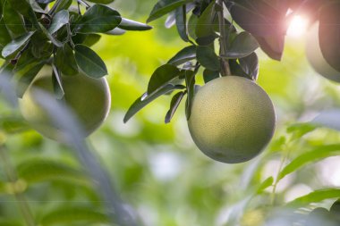 Greyfurt ağacında, greyfurt meyveli ve doludur.