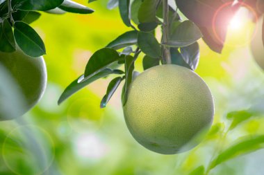 Greyfurt ağacında, greyfurt meyveli ve doludur.