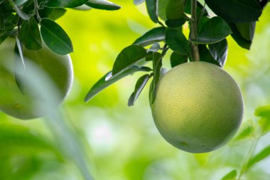 Greyfurt ağacında, greyfurt meyveli ve doludur.