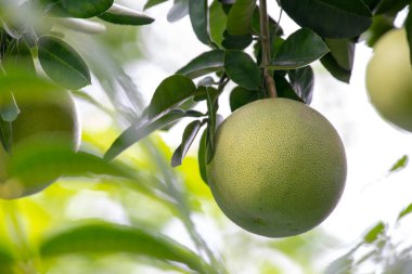 Greyfurt ağacında, greyfurt meyveli ve doludur.