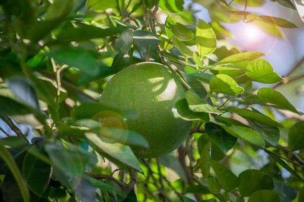 Грейпфрутовому Дереві Грейпфрут Плодовитий Повний — стокове фото