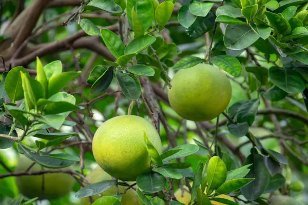 Árbol Pomelo Pomelo Afrutado Lleno — Foto de Stock