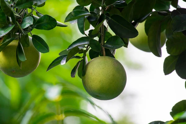 On the grapefruit tree, the grapefruit is fruity and full