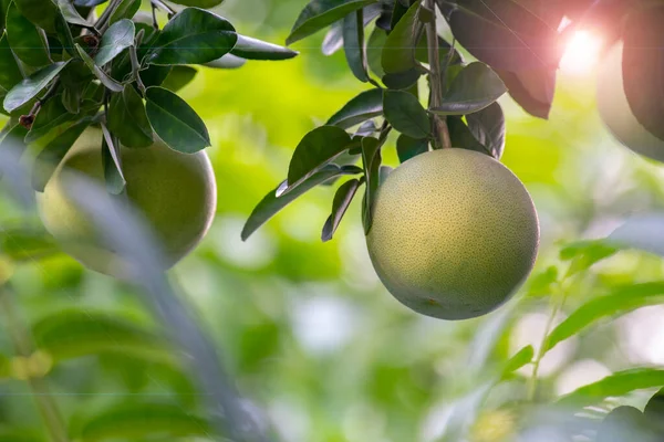 On the grapefruit tree, the grapefruit is fruity and full