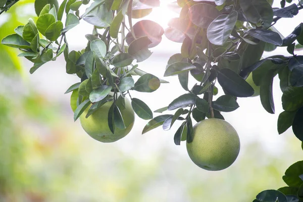 On the grapefruit tree, the grapefruit is fruity and full