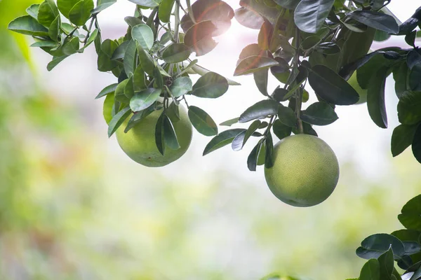 On the grapefruit tree, the grapefruit is fruity and full