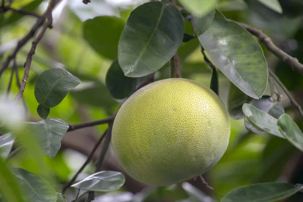Грейпфрутовому Дереві Грейпфрут Плодовитий Повний — стокове фото
