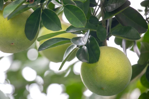 Árbol Pomelo Pomelo Afrutado Lleno — Foto de Stock