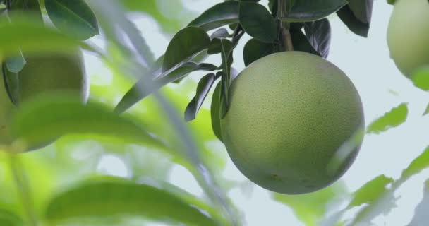 在柚子树上 柚子果香丰满 — 图库视频影像