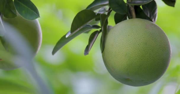 Grapefruit Tree Grapefruit Fruity Full — Stock Video