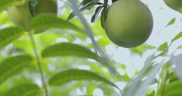 Грейпфрутовом Дереве Грейпфрут Фруктовый Полный — стоковое видео