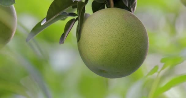 Grapefruit Tree Grapefruit Fruity Full — Stock Video