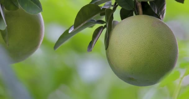 Árbol Pomelo Pomelo Afrutado Lleno — Vídeos de Stock