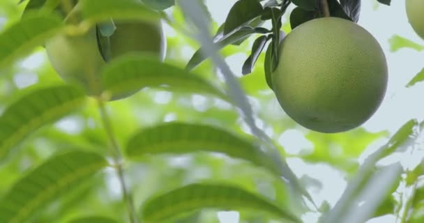 Grapefruktträdet Grapefrukten Fruktig Och Fyllig — Stockvideo