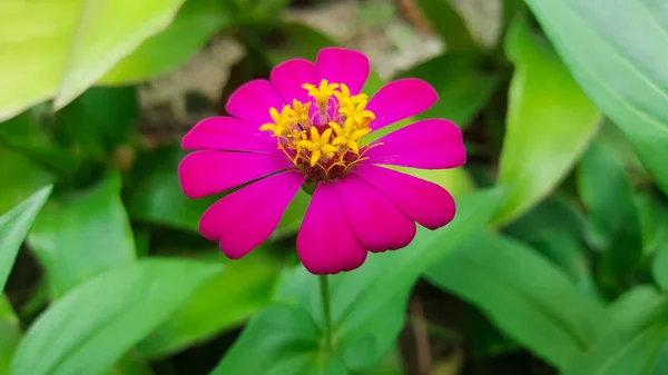 Γκρο Πλαν Ζίννια Περιοχές Λουλούδι Στον Κήπο — Φωτογραφία Αρχείου