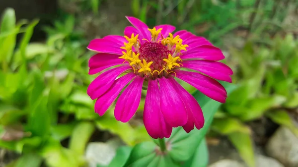 Close Zinnia Violacea Flor Jardim — Fotografia de Stock