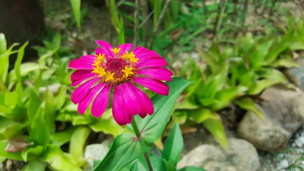 Close Zinnia Violacea Flor Jardim — Fotografia de Stock