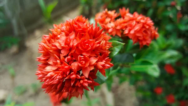 Close Flor Ixora Vermelha Jardim — Fotografia de Stock