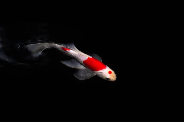 물고기 Kohaku 전통적인 수족관 배경에 — 스톡 사진
