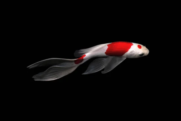 Koi Karpfen Kometenfisch Tancho Kohaku Traditionelles Japanisches Aquarium Isoliert Auf — Stockfoto