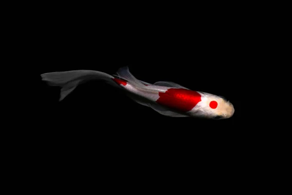 Koi Karp Kometa Ryb Tancho Kohaku Tradycyjne Japońskie Akwarium Białym — Zdjęcie stockowe