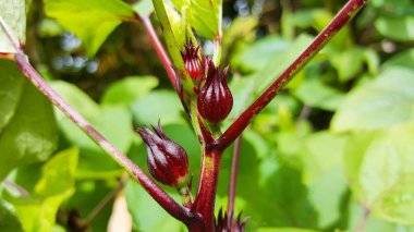yakın çekim roselle hibiscus sabdariffa