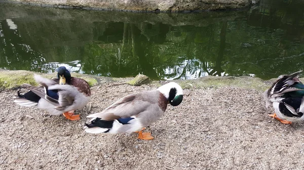 Mallard Wild Duck Pick Feather — Stock Photo, Image