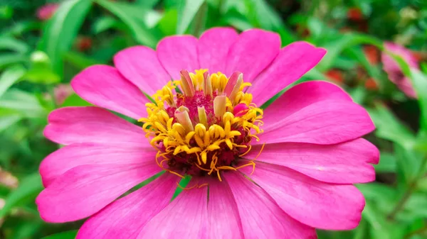 Close Zinnia Violacea Flor Rosa Mercado — Fotografia de Stock