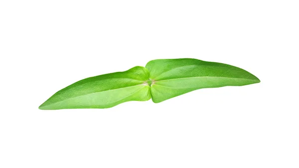 Zinnia Violacea Leaf Isolated White Background Clipping Path — Stock Photo, Image