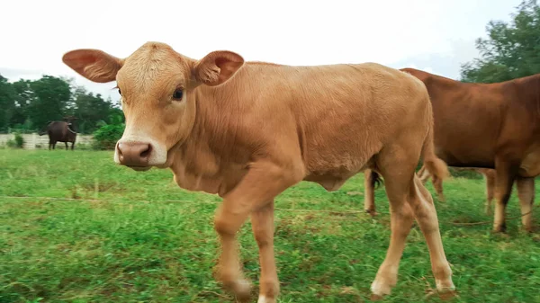 Koe Veld Boerderij Het Land Asean — Stockfoto