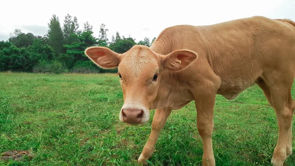 Vaca Fazenda Campo País Asean — Fotografia de Stock