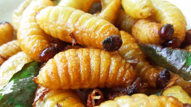 sagopa kajmer solucan, larva kırmızı palmiye weevil üzerinden