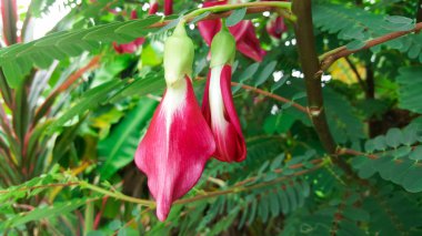 yakın çekim kırmızı çiçek agasta, sesbania grandiflora