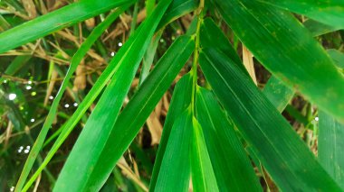 yakın çekim yeşil bambu doğa